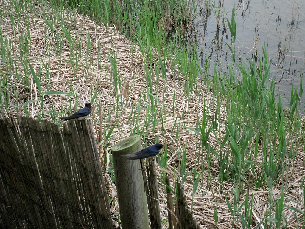 Boerenzwaluw